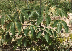 Mongongo seedling.PNG