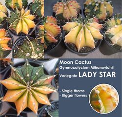 Moon Cactus Gymnocalycium Mihanovichii Variegata Lady Star