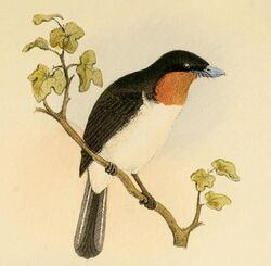Myiagra albiventris Beitrag zur Fauna Centralpolynesiens. Ornithologie der Viti-, Samoa- und Tonga-Inseln Pl9.jpg