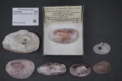 Naturalis Biodiversity Center - RMNH.MOL.324250 - Enigmonia aenigmatica (Holten, 1802) - Anomiidae - Mollusc shell.jpeg