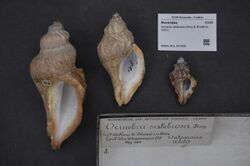 Naturalis Biodiversity Center - RMNH.MOL.347928 - Vitularia salebrosa (King & Broderip, 1832) - Muricidae - Mollusc shell.jpeg