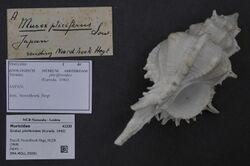 Naturalis Biodiversity Center - ZMA.MOLL.29291 - Siratus pliciferoides (Kuroda, 1942) - Muricidae - Mollusc shell.jpeg