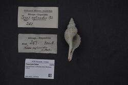 Naturalis Biodiversity Center - ZMA.MOLL.355426 - Granulifusus rufinodis (Von Martens, 1901) - Fasciolariidae - Mollusc shell.jpeg