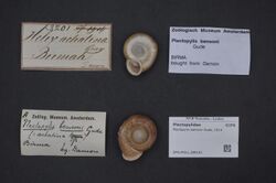Naturalis Biodiversity Center - ZMA.MOLL.389102 - Plectopylis bensoni Gude, 1914 - Plectopylidae - Mollusc shell.jpeg