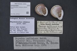 Naturalis Biodiversity Center - ZMA.MOLL.397816 - Rhynchotrochus rollsianus (Smith, 1887) - Camaenidae - Mollusc shell.jpeg