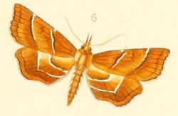 Neurophyseta upupalis (Cymoriza).JPG