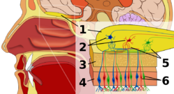 Olfactory system.svg