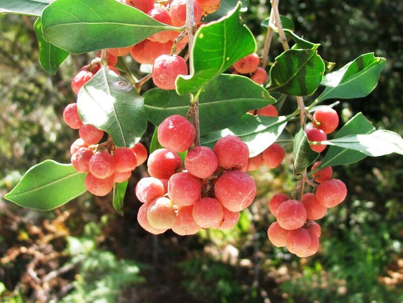 File:Olinia emarginata tree - South Africa 5.jpg