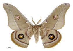 Opodiphthera eucalypti male.jpg