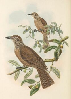 Oriolus decipiens - The Birds of New Guinea (cropped).jpg