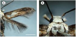 Palaeomystella fernandesi head and thorax.jpg