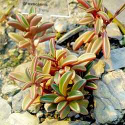 Peperomia graveolens - Botanischer Garten Bonn.jpg