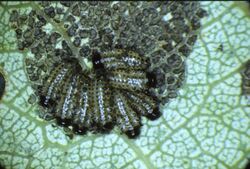 Phratora vitellinae larvae feeding on Populus tremula