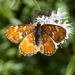 Phyciodes orseis.jpg