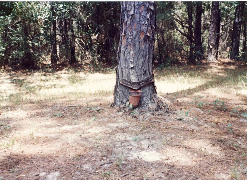 File:Pine tree with turpentine cup.jpg
