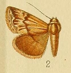 Pl.152-02-Eublemma staudingeri (Wallengren, 1875).JPG