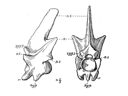 Drawing of two annoted views (lateral and anterior) of one vertebra, very high and narrow, of the Eocene sea snake Pterosphenus schweinfurthi, from Egypt.