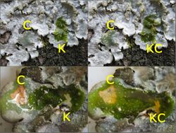 Four photos showing a leafy dark green lichen; the top two are virtually identical, though one photo is labeled C (calcium hypochlorite or sodium hypochlorite) and K (potassium hydroxide) and the other labeled C and KC (K followed immediately by C). The bottom two show a colour change; where the medulla has been exposed, its colour changes to pinkish-red when exposed to C and KC.