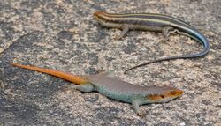 Rainbow Skink (Trachylepis quinquetaeniata) couple (32977201290).jpg