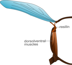 Resilin in insect wing crossection.svg