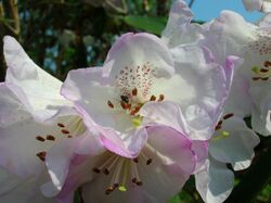 Rhododendron campanulatum 02 flower.jpg