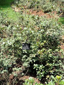 Rhododendron rigidum - Kunming Botanical Garden - DSC02850.JPG