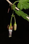 Ribes divaricatum 5378.JPG