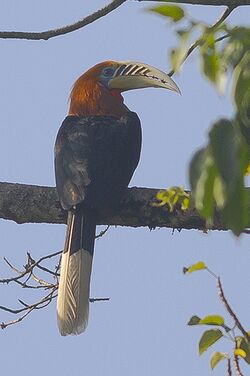 Rufous-necked Hornbill Mahananda Wildlife Sanctuary West Bengal India 06.12.2015.jpg