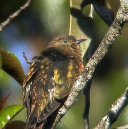 Rufous-throated Bronze Cuckoo.jpg