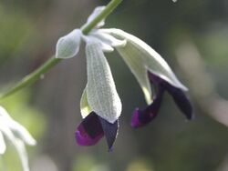 Salvia discolor (Scott Zona) 001.jpg