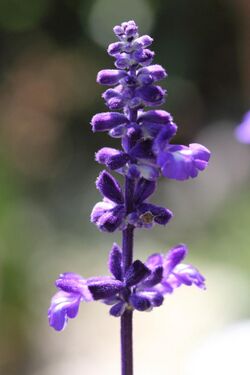 Salvia farinacea HC1.jpg