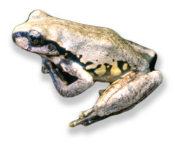 Sarcohyla bistincta (lineage 3).png