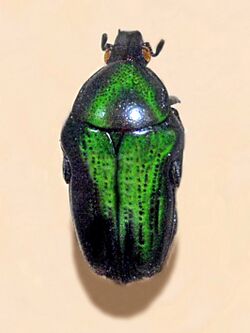 Scarabaeidae - Leucocelis feana.JPG