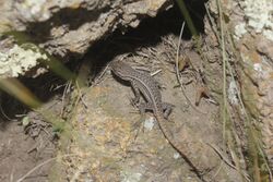 Sceloporus bicanthalis.jpg