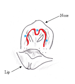 Nose-leaf sketch