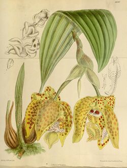Stanhopea costaricensis - Curtis 146 (ser, 4 no. 16) pl. 8830 (1920).jpg
