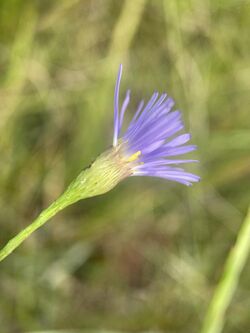 Symphyotrichum chapmanii 153788189.jpg