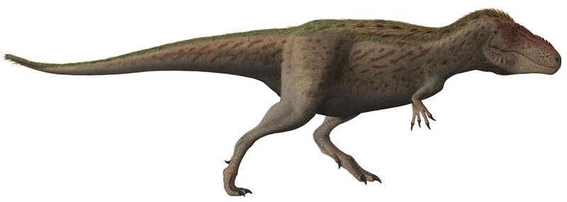 File:Tarbosaurus Steveoc86 flipped.jpg