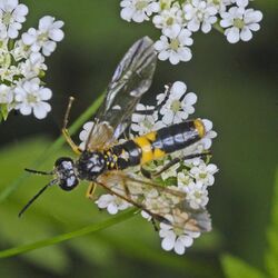 Tenthredinidae - Tenthredo temula.JPG