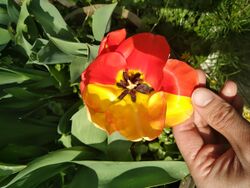 Tulip flower with one side red and one side yellow.