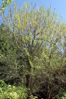 Ulmus canescens kz5.jpg