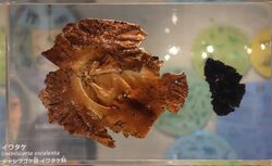 Umbilicaria esculenta - National Museum of Nature and Science, Tokyo - DSC07573.JPG
