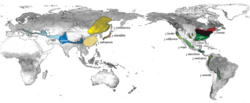 Walnut species map.png