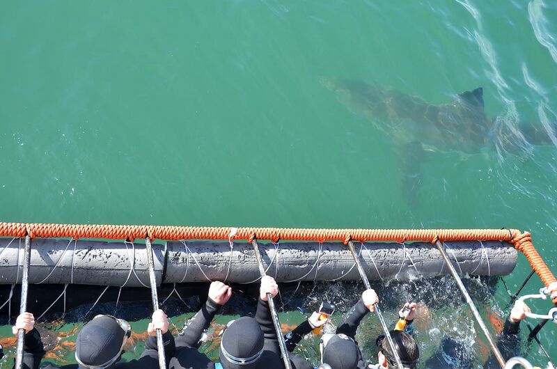 File:White shark cage diving, Gansbaai.jpg