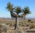 Yucca schidigera 18.jpg