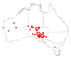 Acacia clelandiiDistMap193.png