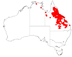 "Acacia leptostachya" occurrence data from Australasian Virtual Herbarium