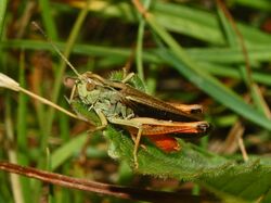 Acrididae - Stenobothrus rubicundulus.JPG