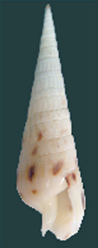 Acus strigatus shell.png