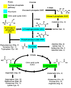 Amino acid biosynthesis overview.png